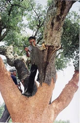 harvesting cork